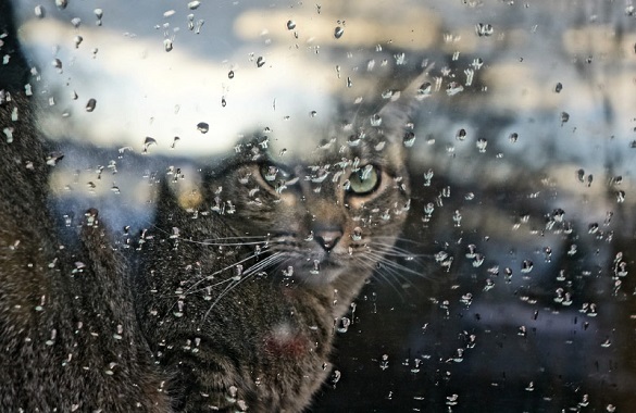 На Тернопільщині дощі