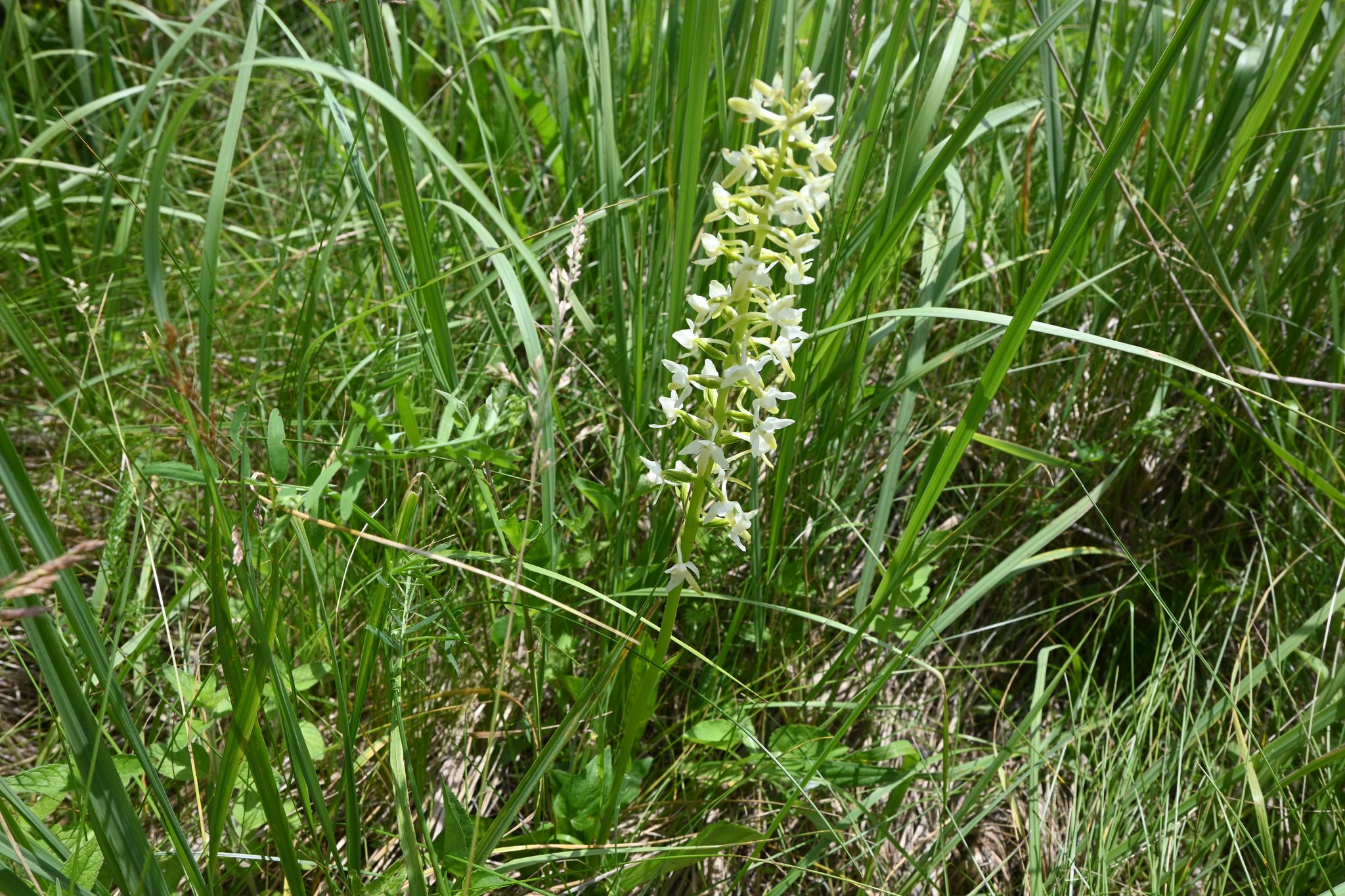 орхідеї на Тернопільщині