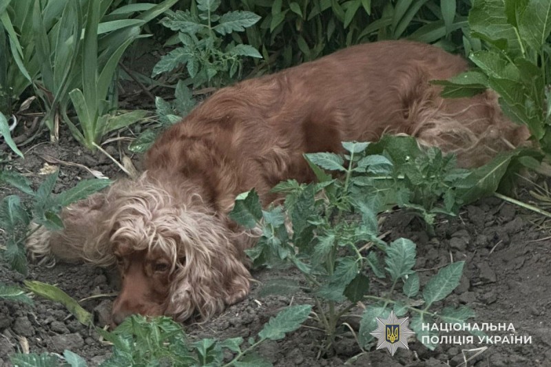 кокер-спанієль